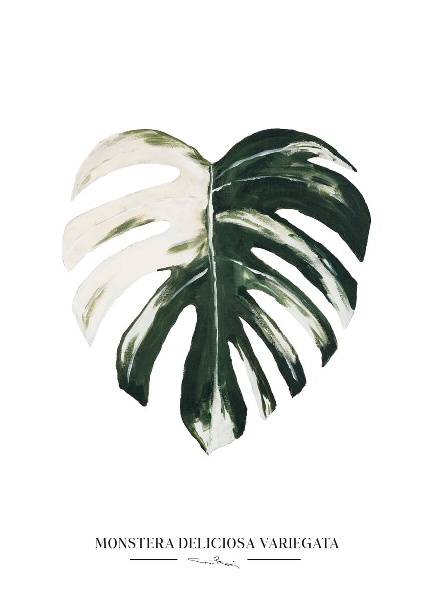Kaverini Monsteran lehti juliste 50x70 cm